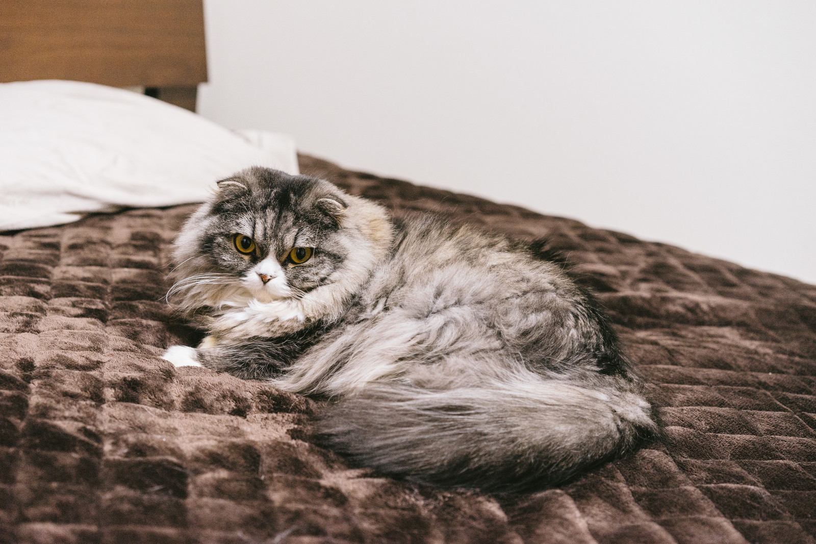 ベッド・猫・ネコ